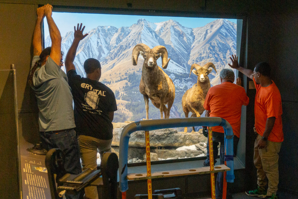 Men removing glass panel protecting the bighorn sheep diorama.